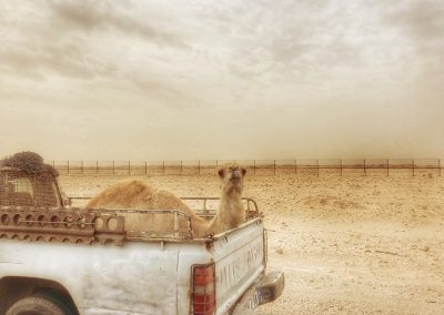 Camel in back of car